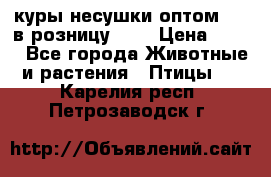 куры несушки.оптом 160 в розницу 200 › Цена ­ 200 - Все города Животные и растения » Птицы   . Карелия респ.,Петрозаводск г.